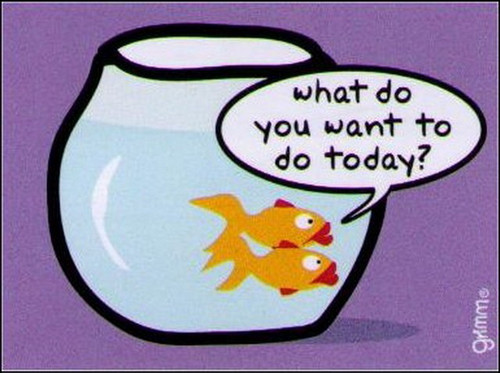 What Do You Want To Do Today Fish Magnet GM2673