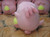 Pokemon Sun & Moon Chansey Banpresto Japan 12-Inch Plush Toy