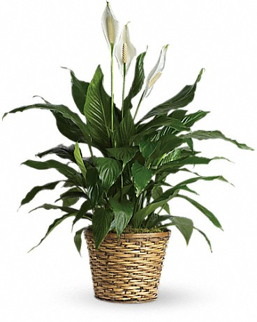 The Peace Lily-FNPFM-01 