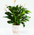 Comfort™ Planter- FN00126
