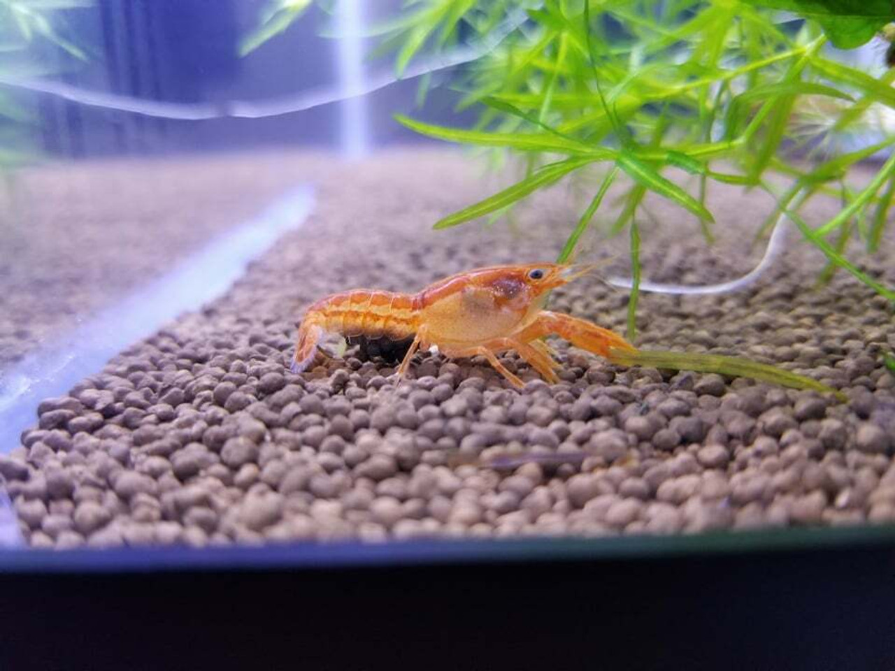 Dwarf Crays / Snails