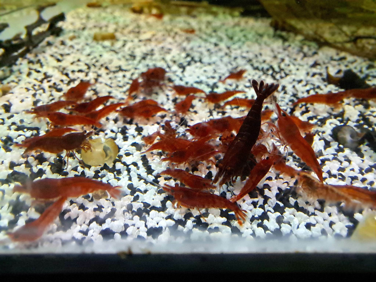 Neocaridina Shrimp Neocaridina Shrimp