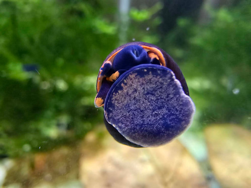 Blueberry Snail (Viviparus sp.)