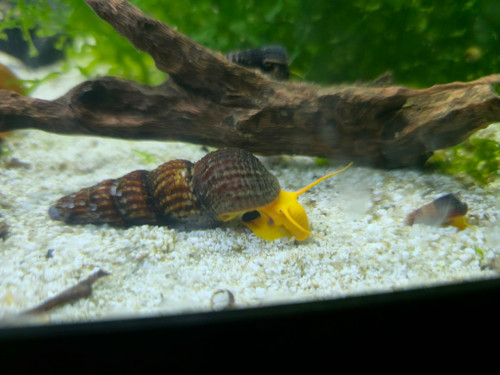 Rabbit Snail - Orange