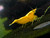 Yellow Neocaridina shrimp