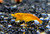 Sunkist Orange Neocaridina shrimp
