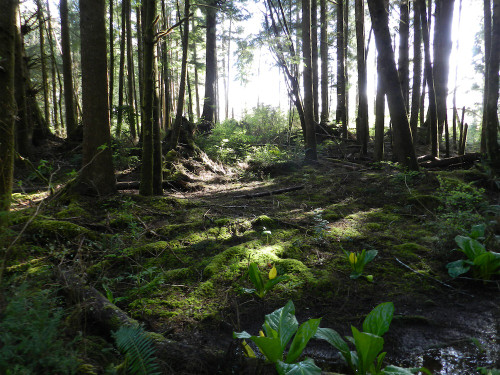 original photograph of forest with sunlight coming through the trees, and a small creek running in the foreground with lush green foliage