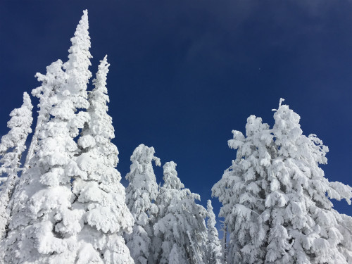 Thickly covered bright white snowy pine trees against a deep blue sky. Photo taken on Wy'east Mountain, Oregon (Mt. Hood)