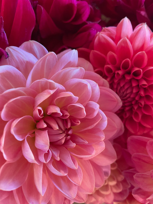 original photography of pink, red, and fucshia dahlias, rich and dreamy.
