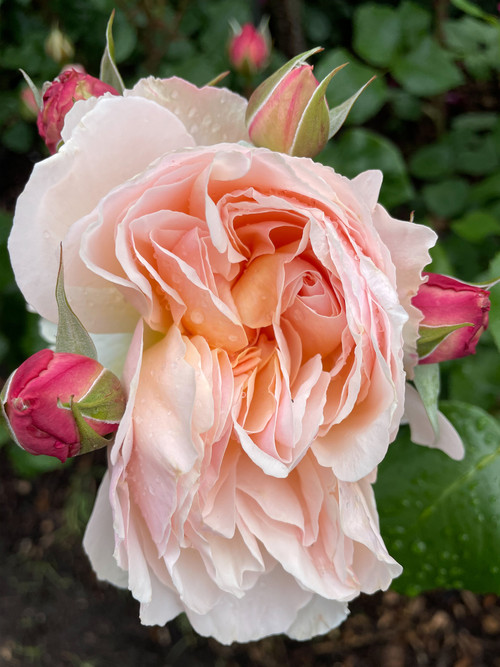 original photo of close-up pink rose surrounded by rosebuds with green leaves in the background