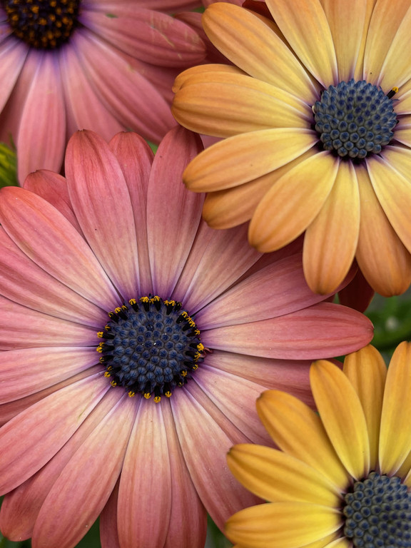 original photography, african daisies photo, oregon artist, daisies, pink and yellow daisies photo