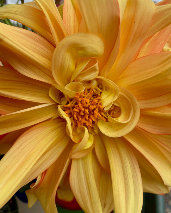 original photo of golden dahlia with orange center and some small folded petals near the center.