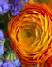original photography of orange ranunculus flower with small purple flowers on its left