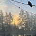 sunrise with a crow and birds on wires, with high clouds with pine trees on a riverfront with docks.