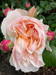 original photo of close-up pink rose surrounded by rosebuds with green leaves in the background
