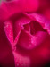 original close-up photo of deep pink rose with dew drops