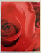 photo of rose up close on canvas print