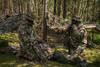 MIL-TEC® PHANTOMLEAF® WASP I Z2 RIPSTOP WET WEATHER PONCHO MIL-TEC® PHANTOMLEAF® WASP I Z2 RIPSTOP WET WEATHER PONCHO