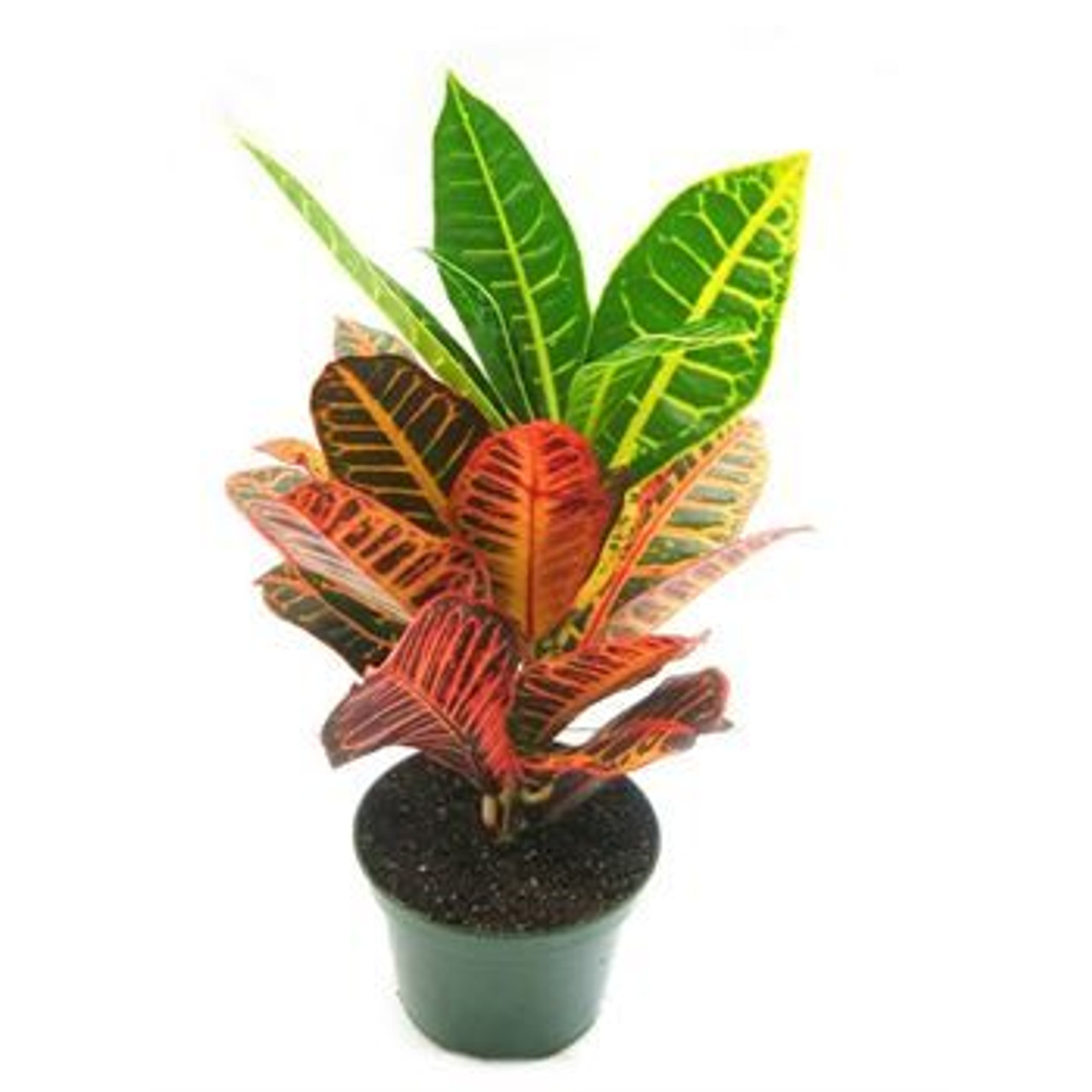 Wallpaper Croton Petra 6 Desktop Wallpaper Free