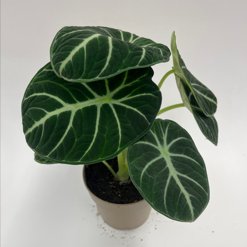 Alocasia 'Ninja'