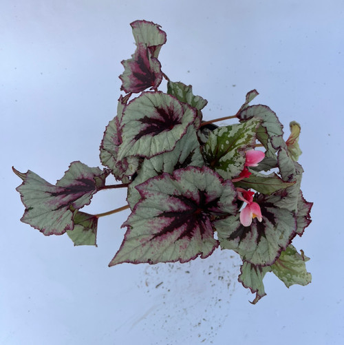 Begonia Rex Shadow King 'Cherry Mint'