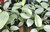 Philodendron Hastatum 'Silver Sword'