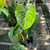 Philodendron 'Verrucosum' 