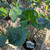 Alocasia 'Stingray'