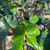 Alocasia 'Stingray'