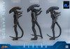 Hot Toys 1/6 MMS899 Alien Warrior Figure 915785 9