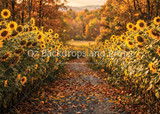 Sunflower Path