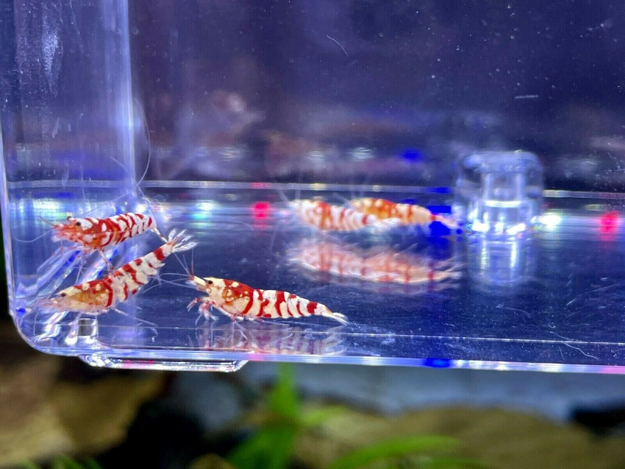 Waterproof Table Mat for Aquariums, Cherry Shrimp, Neocaridina Shrimp,  Aquascaping Tools, Aquarium Accessories, Fish Tank Accessories, 