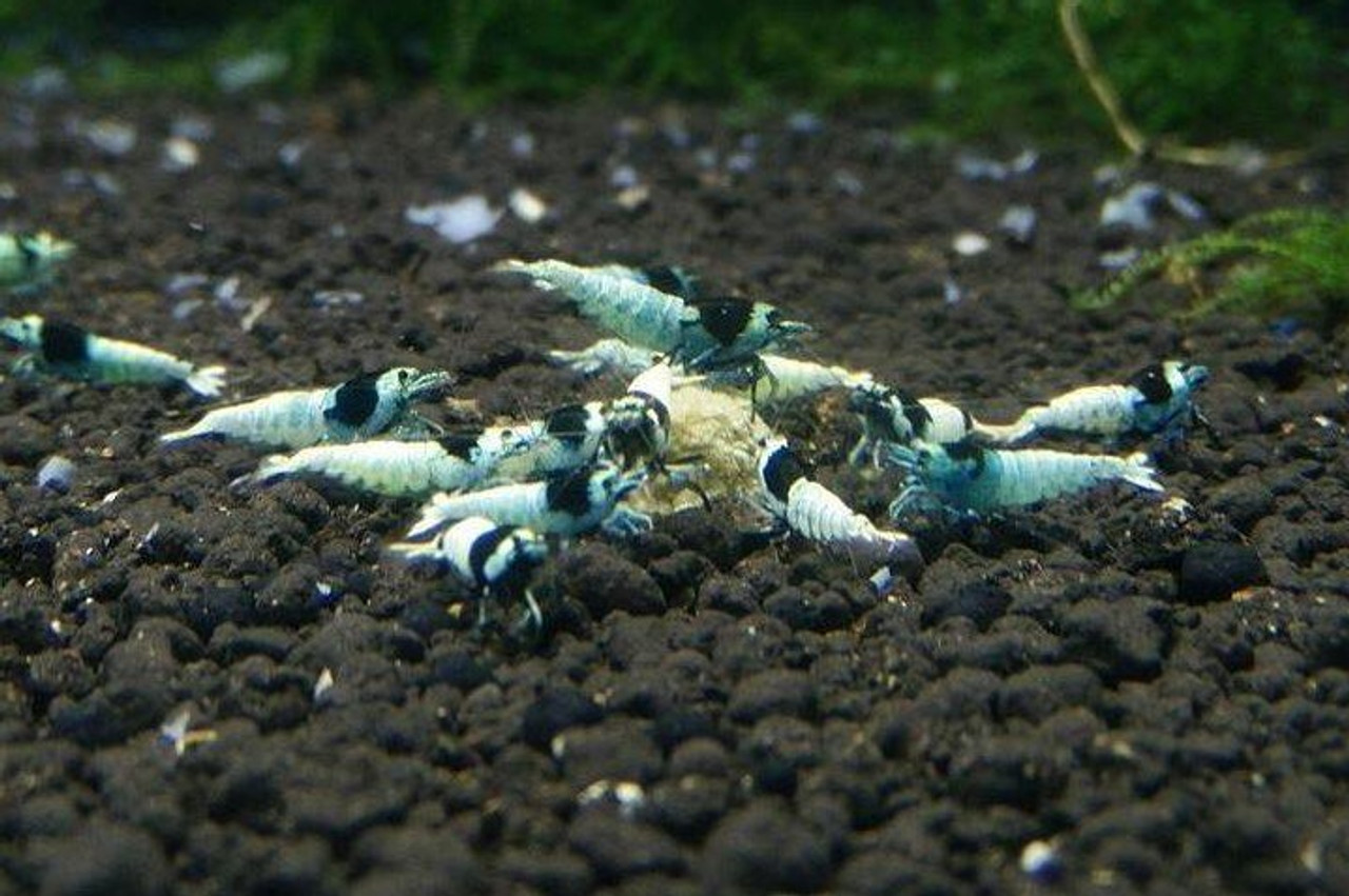 GlasGarten Bacter AE (Micro Powder/Water Additive for shrimp tanks) -  Jungle Aquashrimp