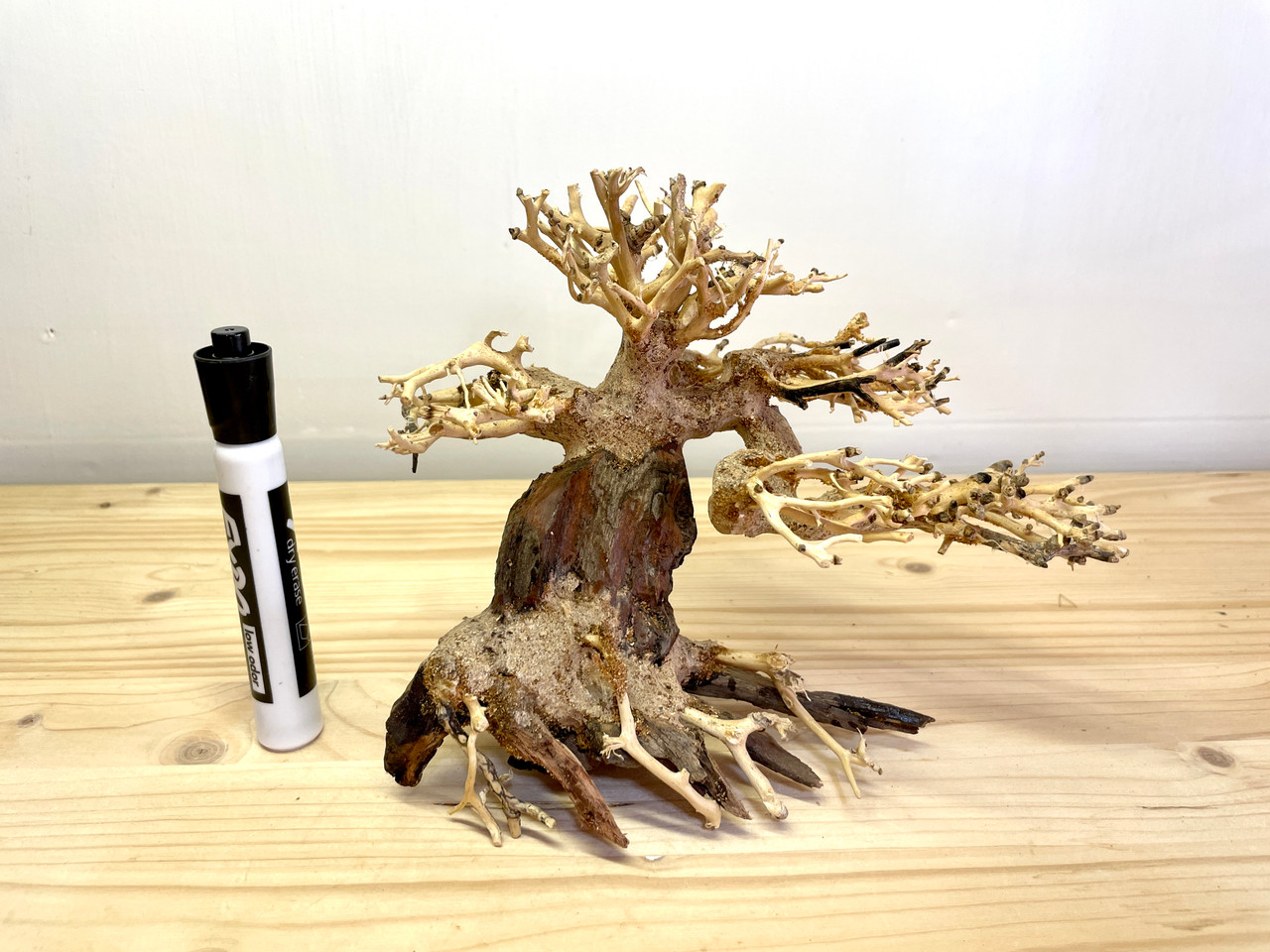 Small Bonsai Driftwood Tree for Aquarium Shrimp Planted Tank Aquascape -  AS09 - Jungle Aquashrimp