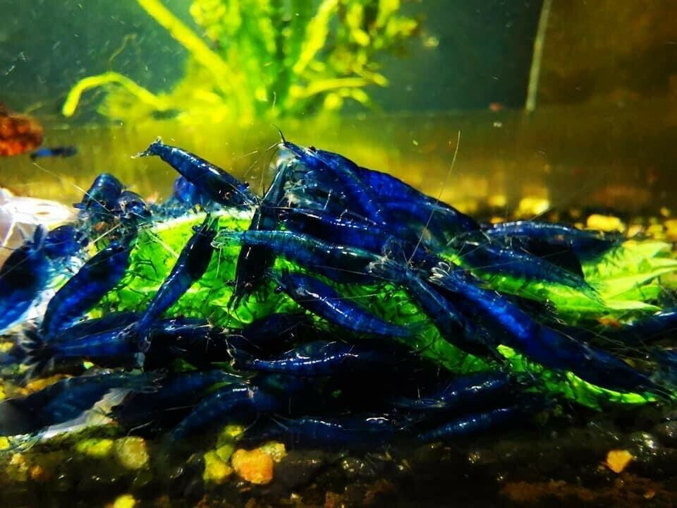Blue Dream Shrimp - NEOCARIDINA DAVIDI - Jungle Aquashrimp