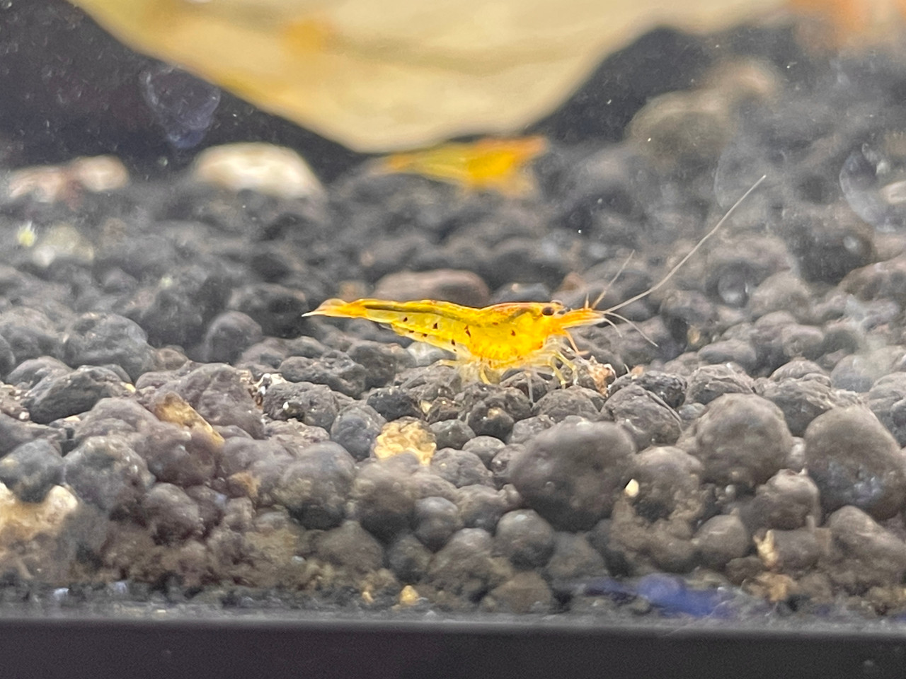 Buy Caridina Tangerine Tiger Shrimp online in Australia | Point Pleco