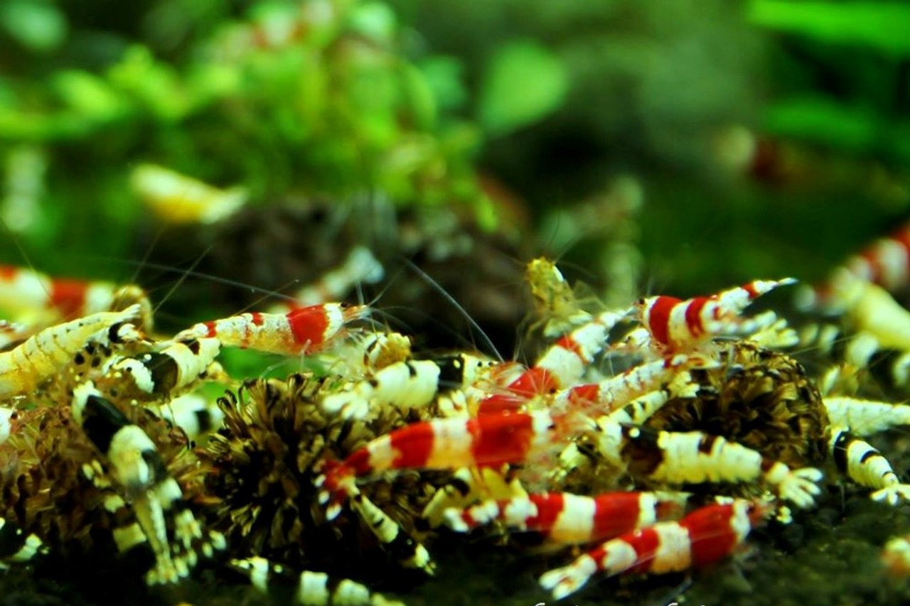 Mixed Crystal Shrimp - Caridina Cantonensis - Aquashrimp