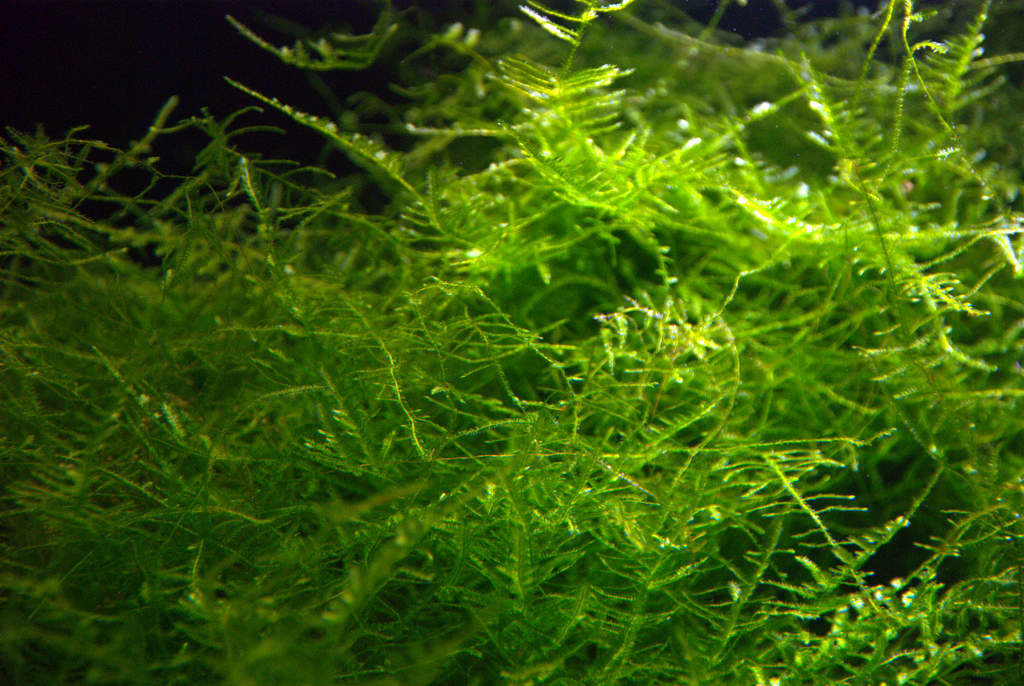 Java Moss Shrimp Java Moss Live Aquatic Freshwater Aquarium Plant Moss - Jungle Aquashrimp