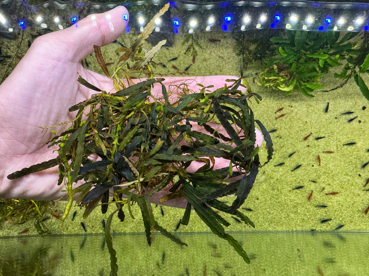 Bucephalandra sp. Belindae - Rare Live Aquatic Freshwater Aquarium
