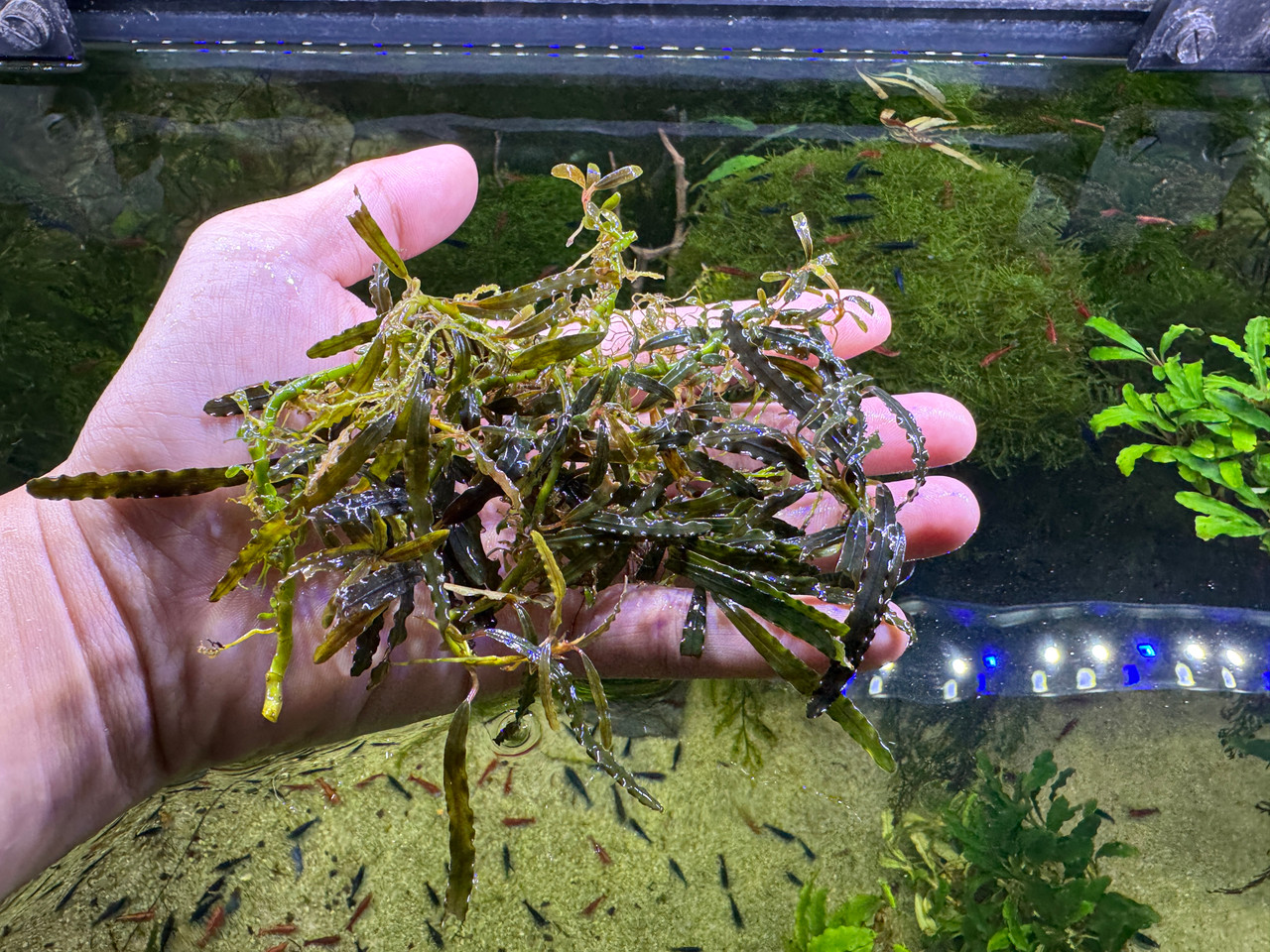 Bucephalandra sp. Belindae - Rare Live Aquatic Freshwater Aquarium