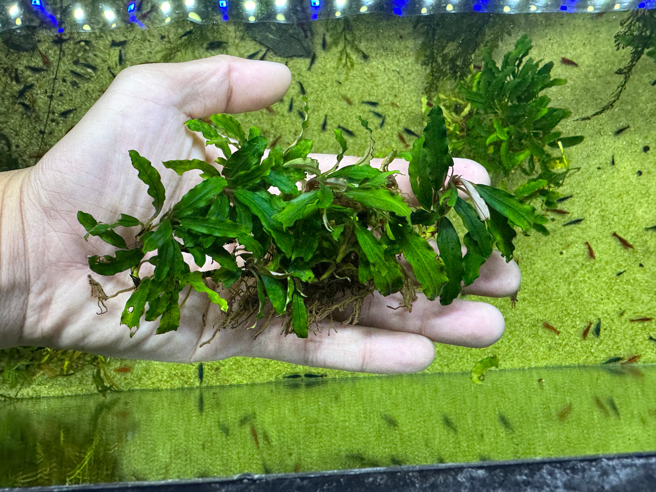 Bucephalandra sp. Biblis - Rare Live Aquatic Freshwater Aquarium