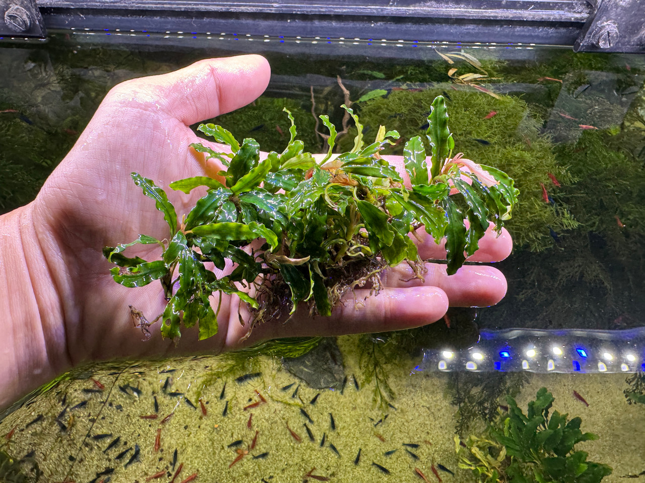 Bucephalandra sp. Biblis - Rare Live Aquatic Freshwater Aquarium