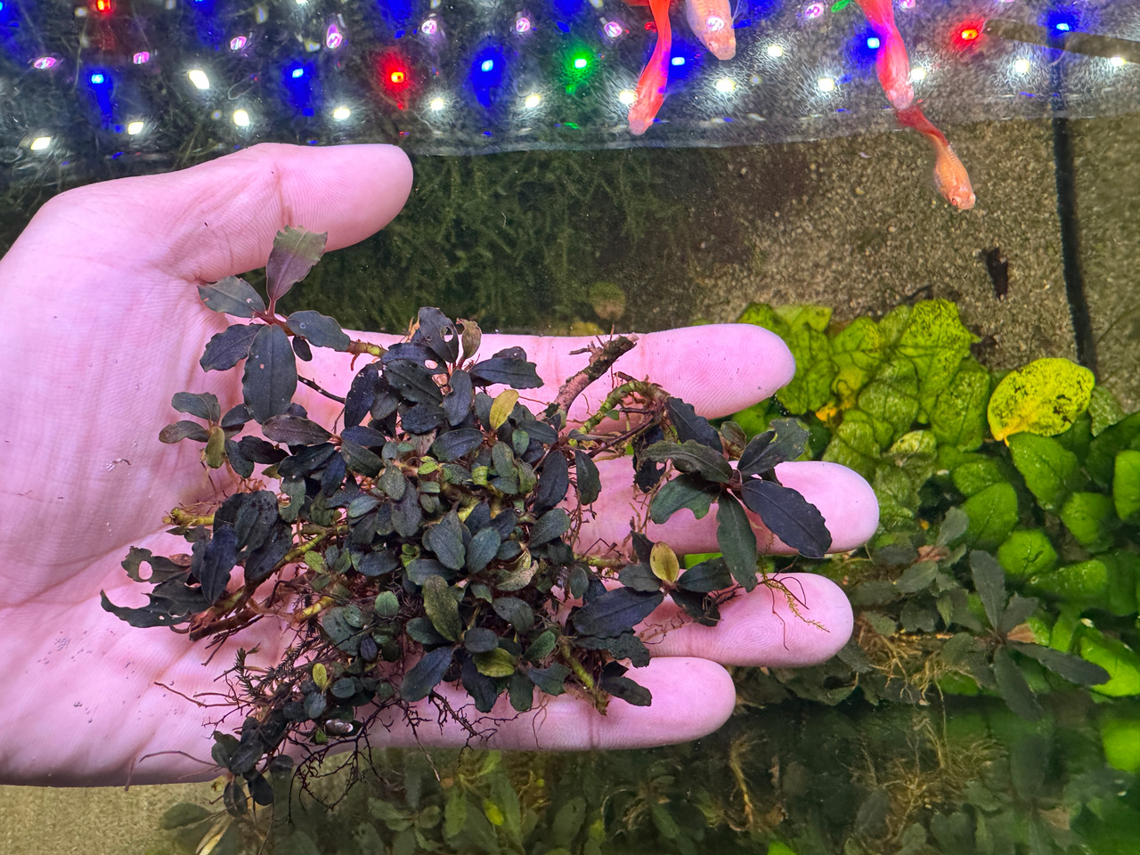 Bucephalandra sp. Black Cherry - Rare Live Aquatic Freshwater
