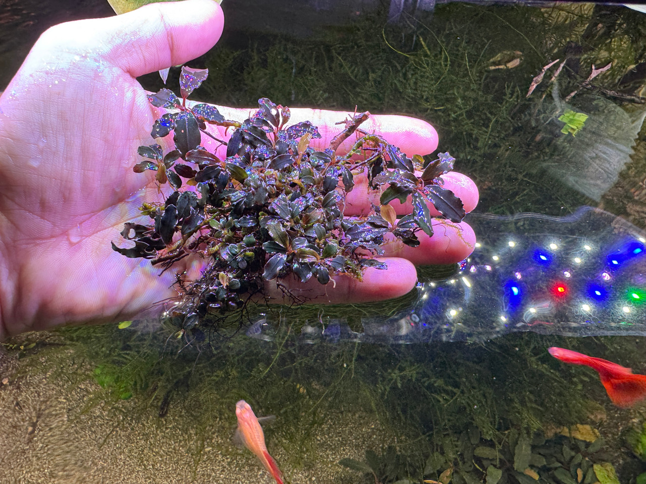 Bucephalandra sp. Black Cherry - Rare Live Aquatic Freshwater