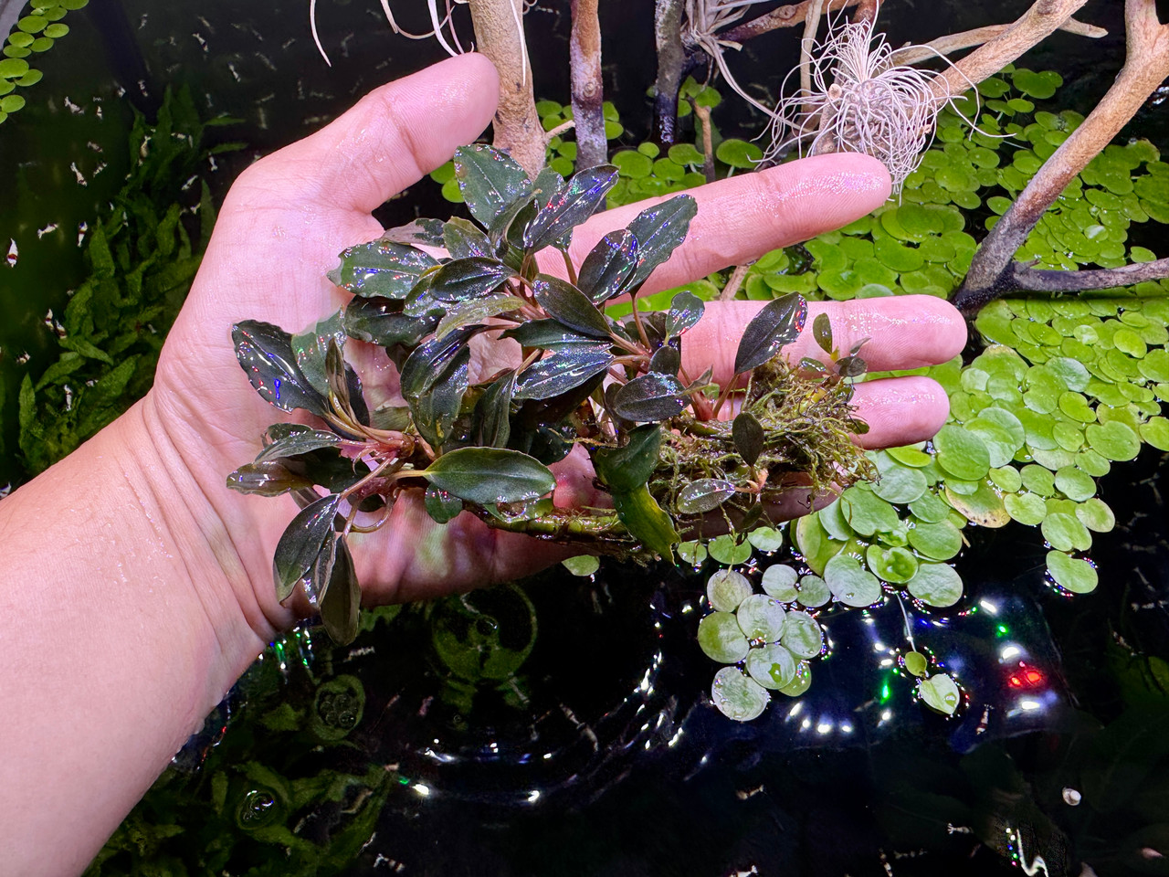 Bucephalandra sp. Blue Venus - Rare Live Aquatic Freshwater
