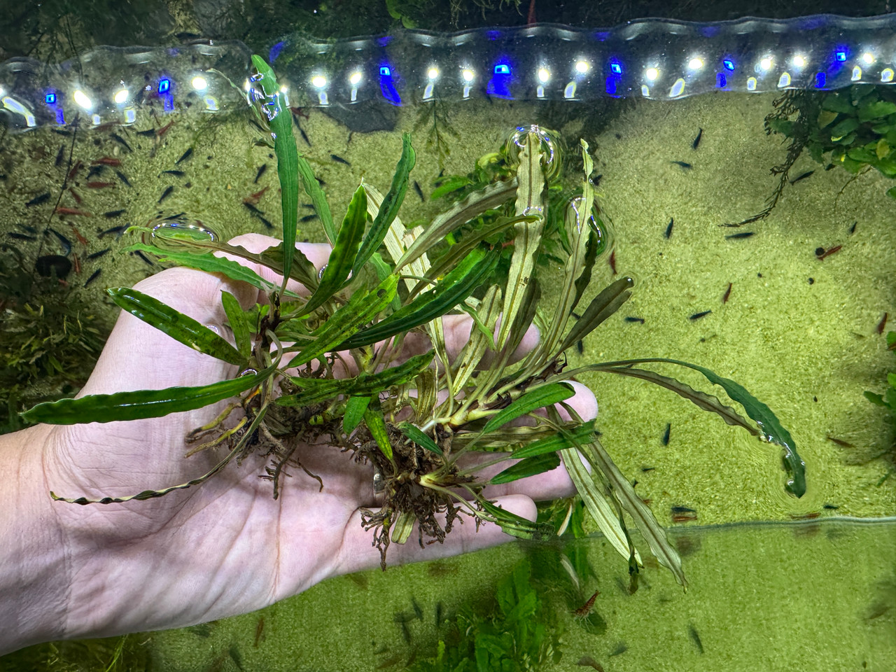 Bucephalandra sp. Crocodile - Rare Live Aquatic Freshwater