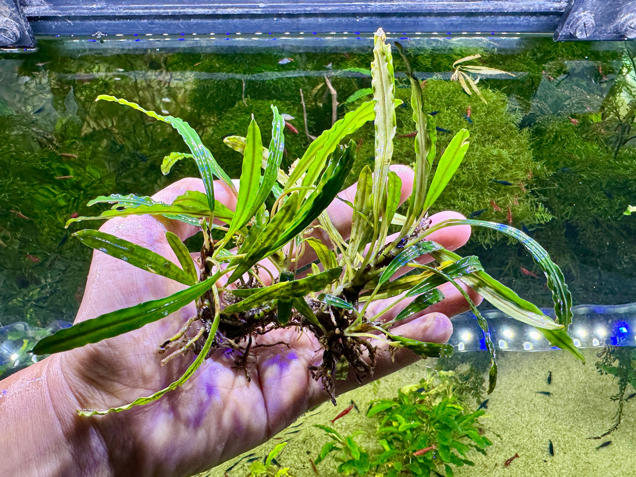 Bucephalandra sp. Crocodile - Rare Live Aquatic Freshwater