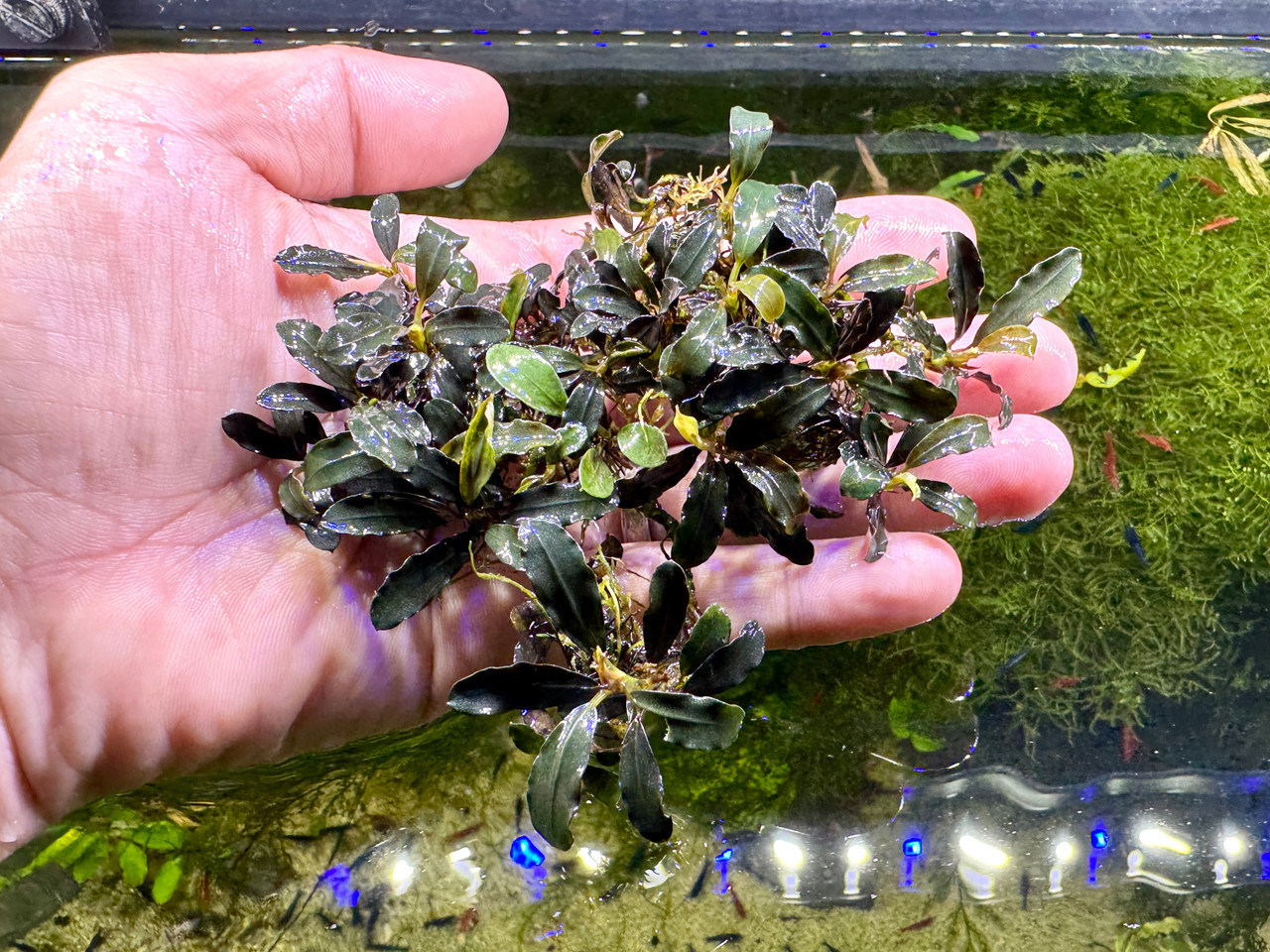 Bucephalandra sp. Kedagang - Rare Live Aquatic Freshwater Aquarium