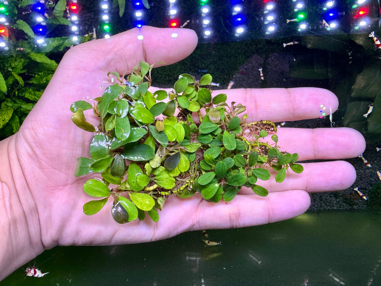 Bucephalandra sp. Mini Coin - Rare Live Aquatic Freshwater