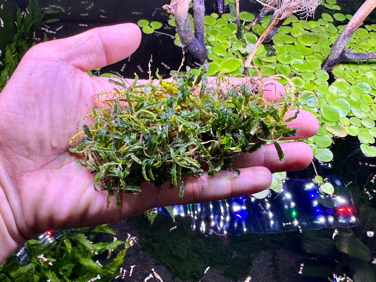 Bucephalandra sp. Silver Aurora - Rare Live Aquatic Freshwater